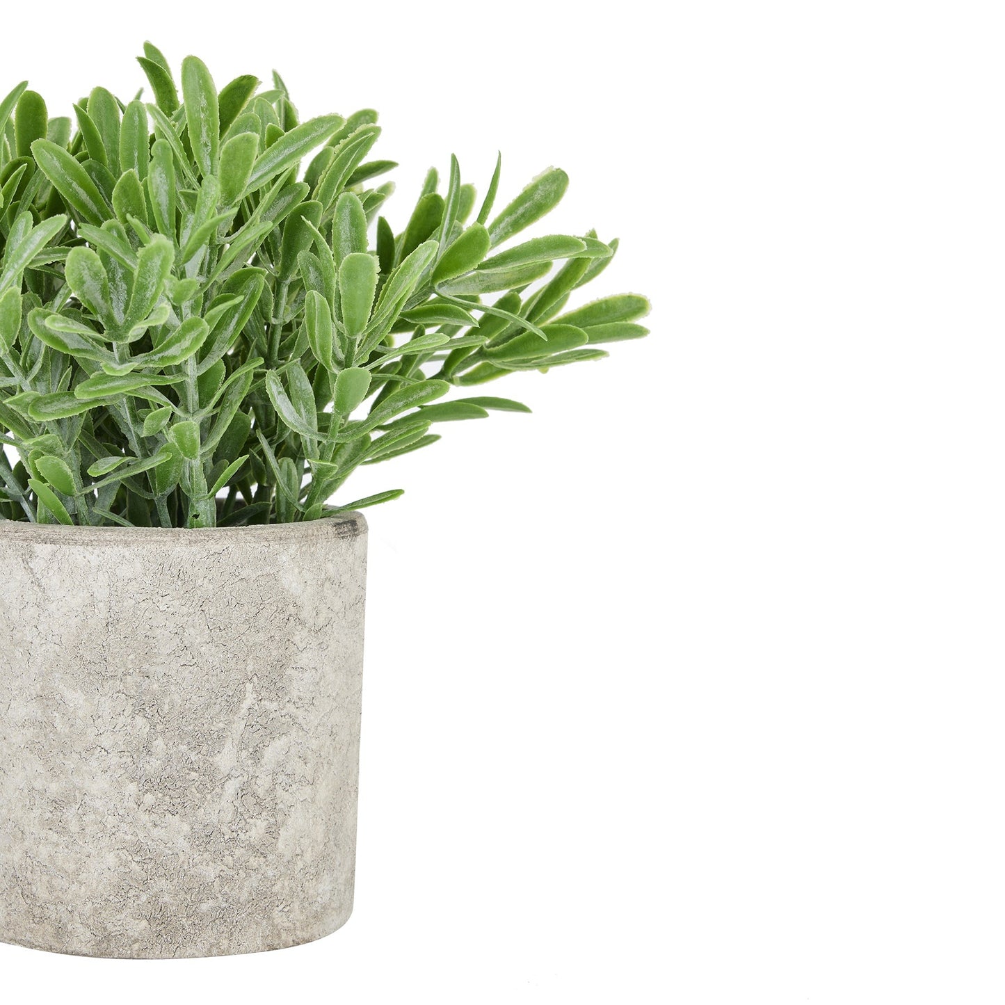 Buxus Plant In Stone Effect Pot For Elegant Spaces - Darlington's Décor