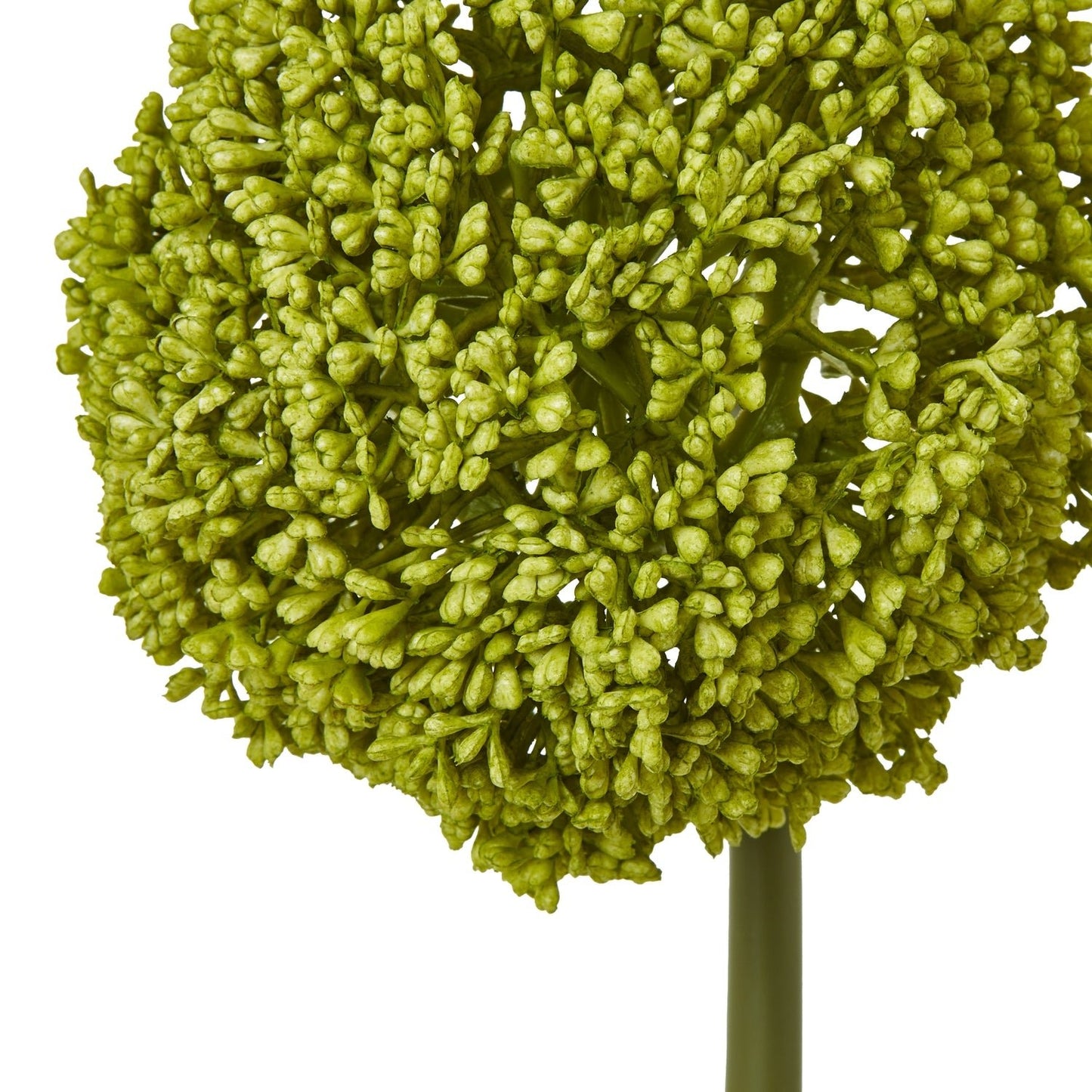 Elegant Green Allium Stem for Stunning Arrangements - Darlington's Décor