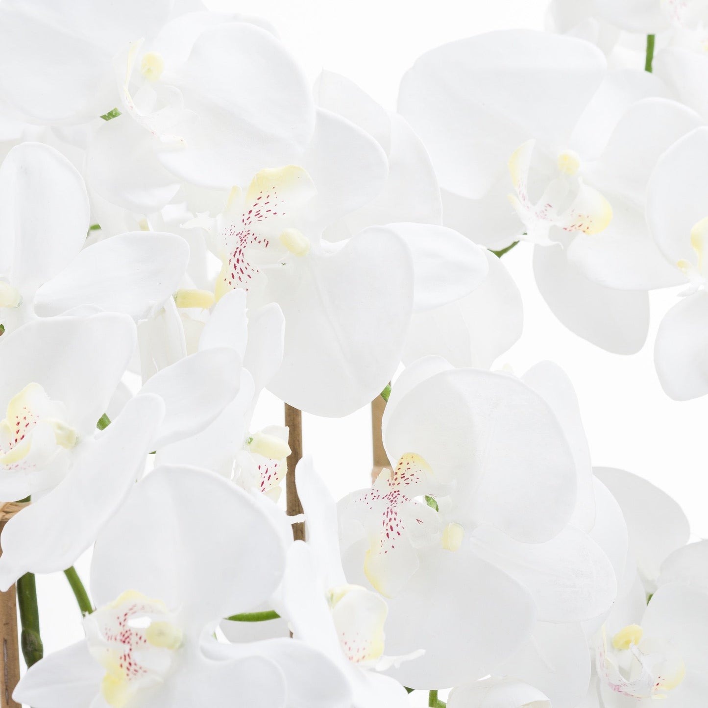 Large White Tall Orchid In Glass Pot - Elegant Bloom - Darlington's Décor
