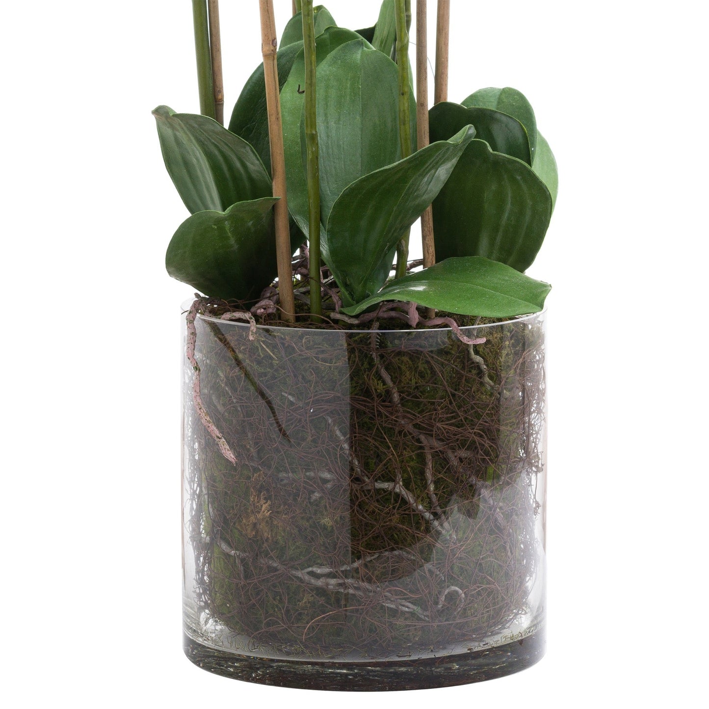 Large White Tall Orchid In Glass Pot - Elegant Bloom - Darlington's Décor