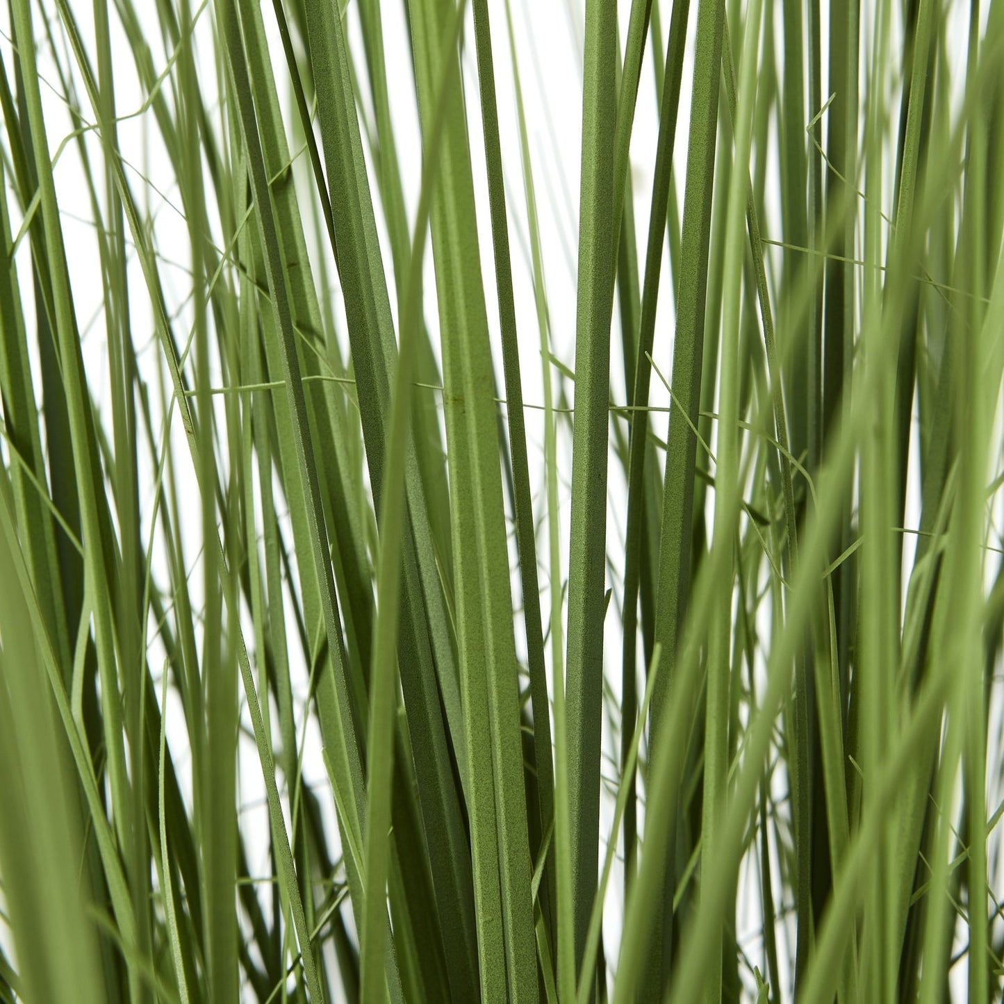 Lush Large Onion Grass Plant In Pot For Elegant Spaces - Darlington's Décor