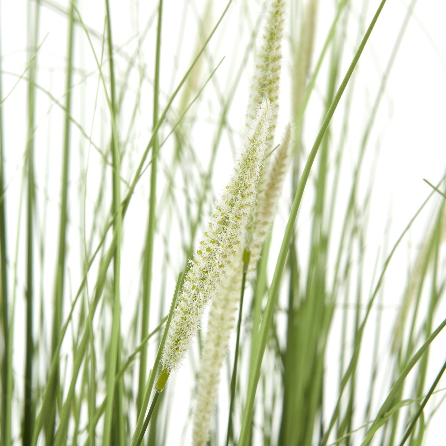 Lush Large Onion Grass Plant In Pot For Elegant Spaces - Darlington's Décor