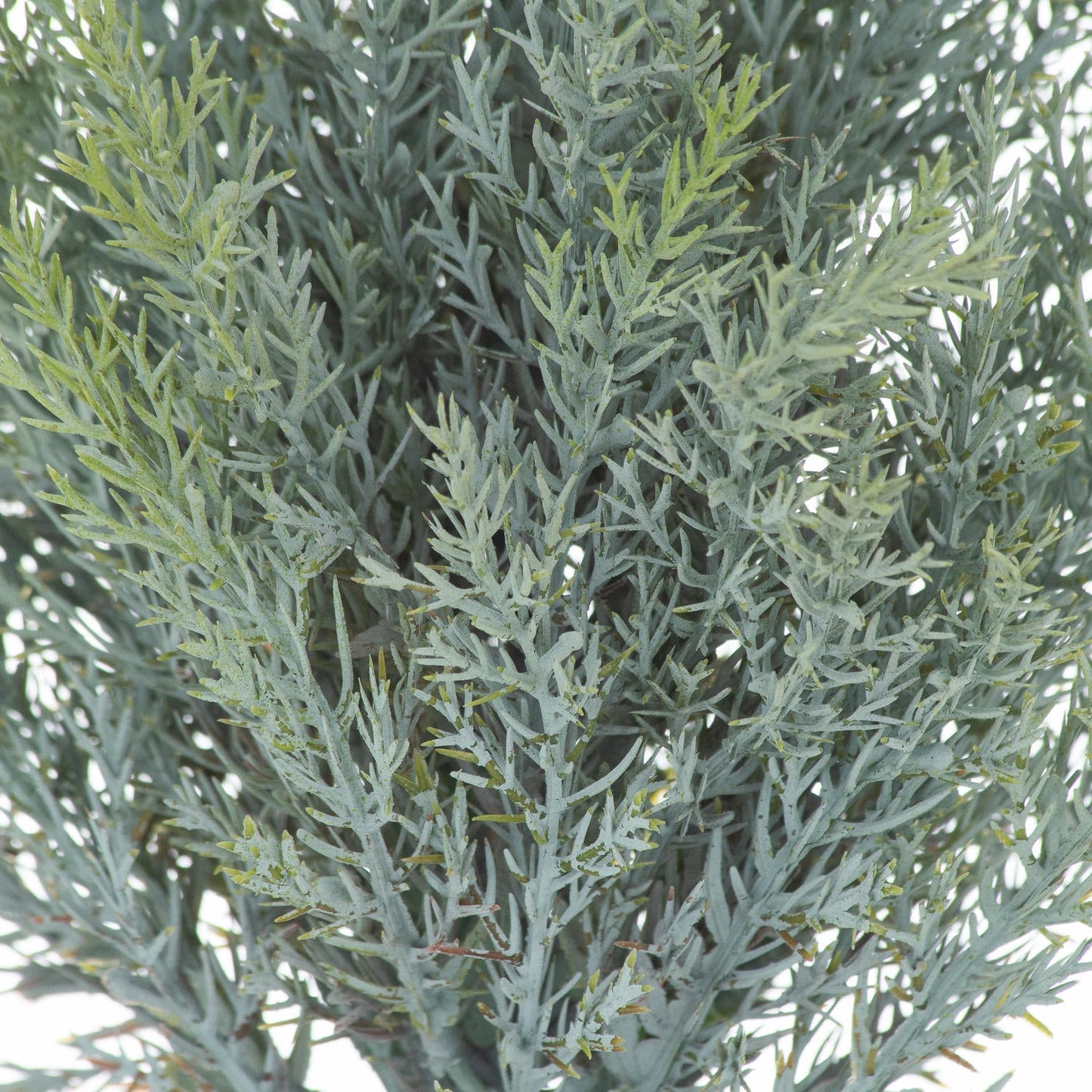 Squat Fir Tree In Stone Pot for Timeless Décor - Darlington's Décor