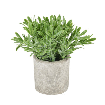 Buxus Plant In Stone Effect Pot For Elegant Spaces - Darlington's Décor