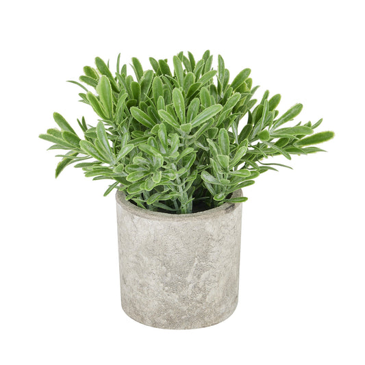 Buxus Plant In Stone Effect Pot For Elegant Spaces - Darlington's Décor
