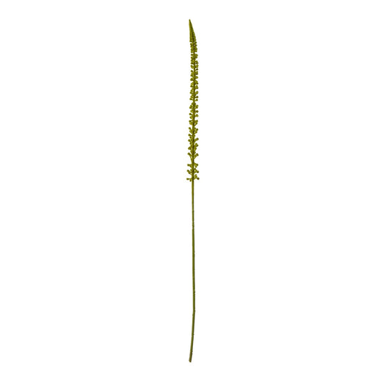 Elegant Green Eremurus Stem for Lush Decor - Darlington's Décor
