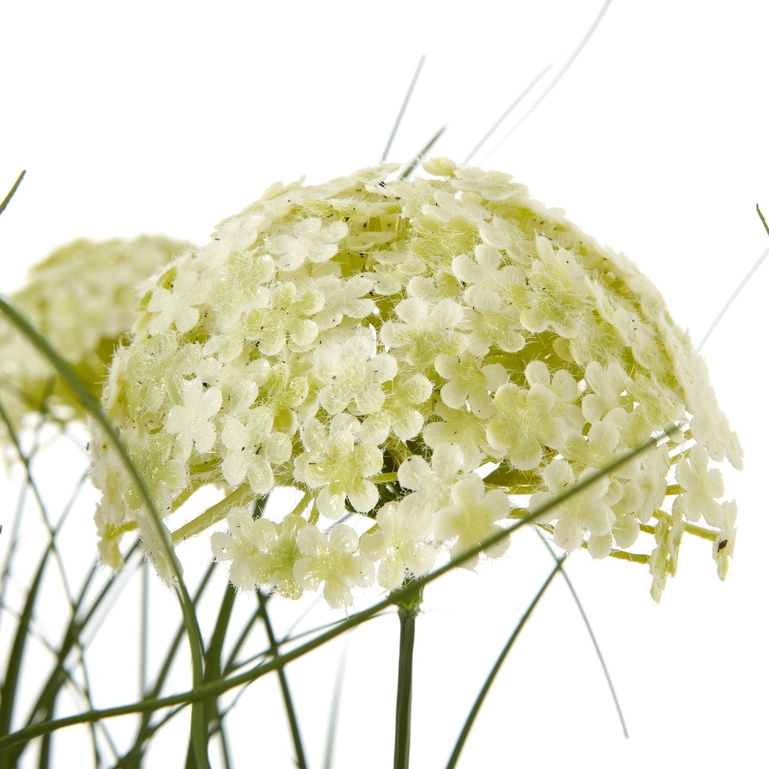 Elegant White Allium Plant In Pot for Effortless Style - Darlington's Décor