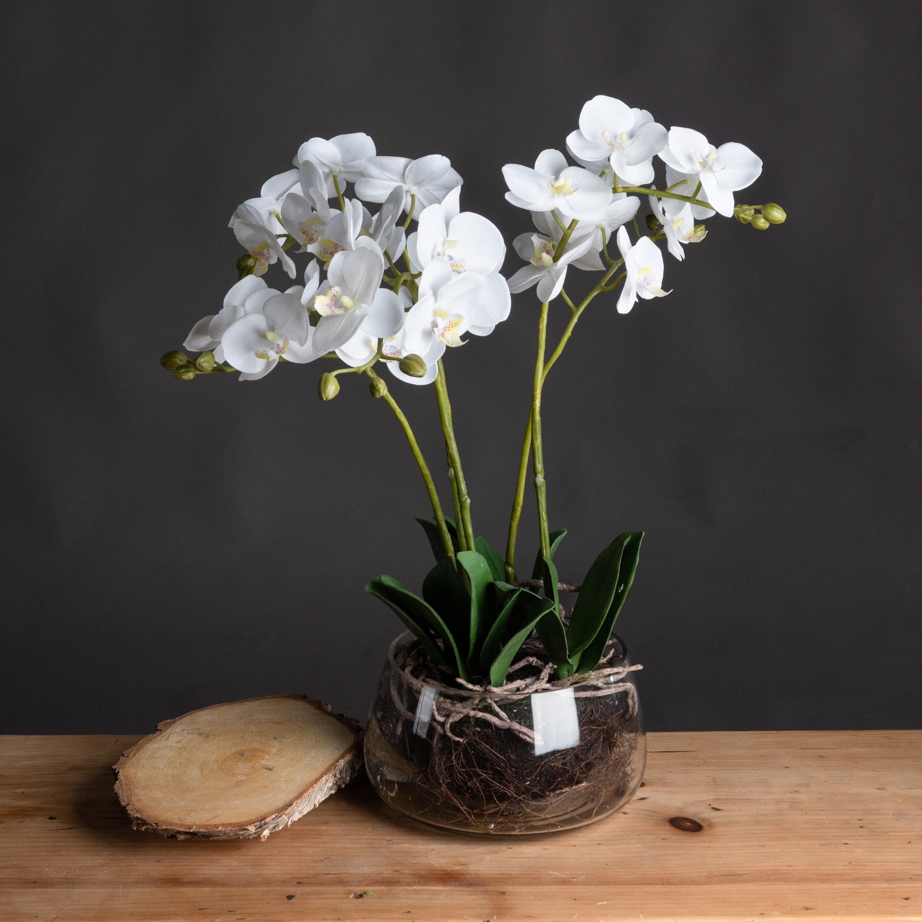 Elegant White Orchid In Glass Pot For Home Decor - Darlington's Décor