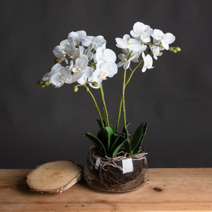 Elegant White Orchid In Glass Pot For Home Decor - Darlington's Décor