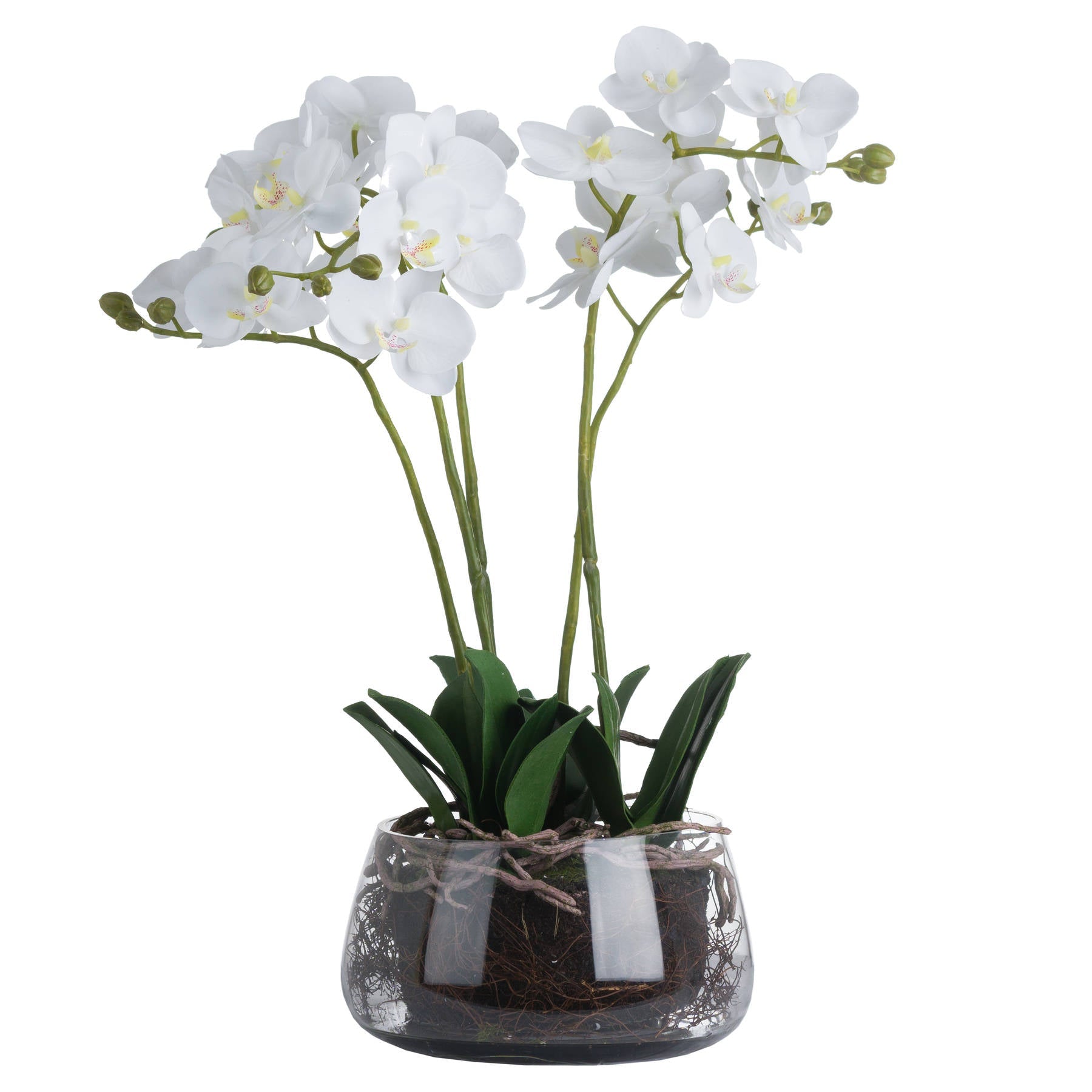 Elegant White Orchid In Glass Pot For Home Decor - Darlington's Décor
