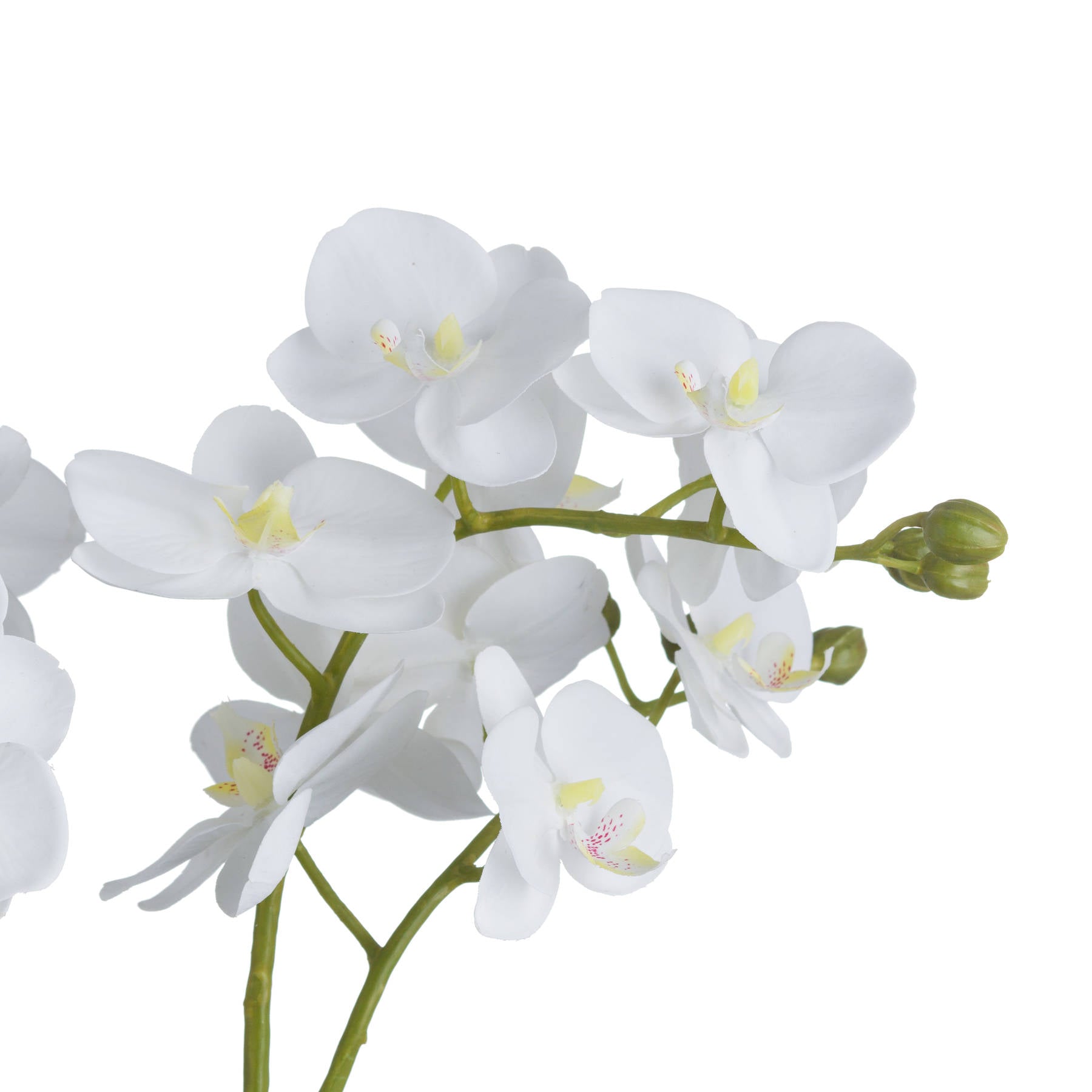 Elegant White Orchid In Glass Pot For Home Decor - Darlington's Décor