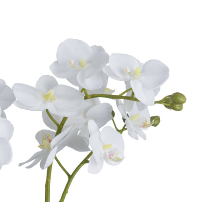 Elegant White Orchid In Glass Pot For Home Decor - Darlington's Décor