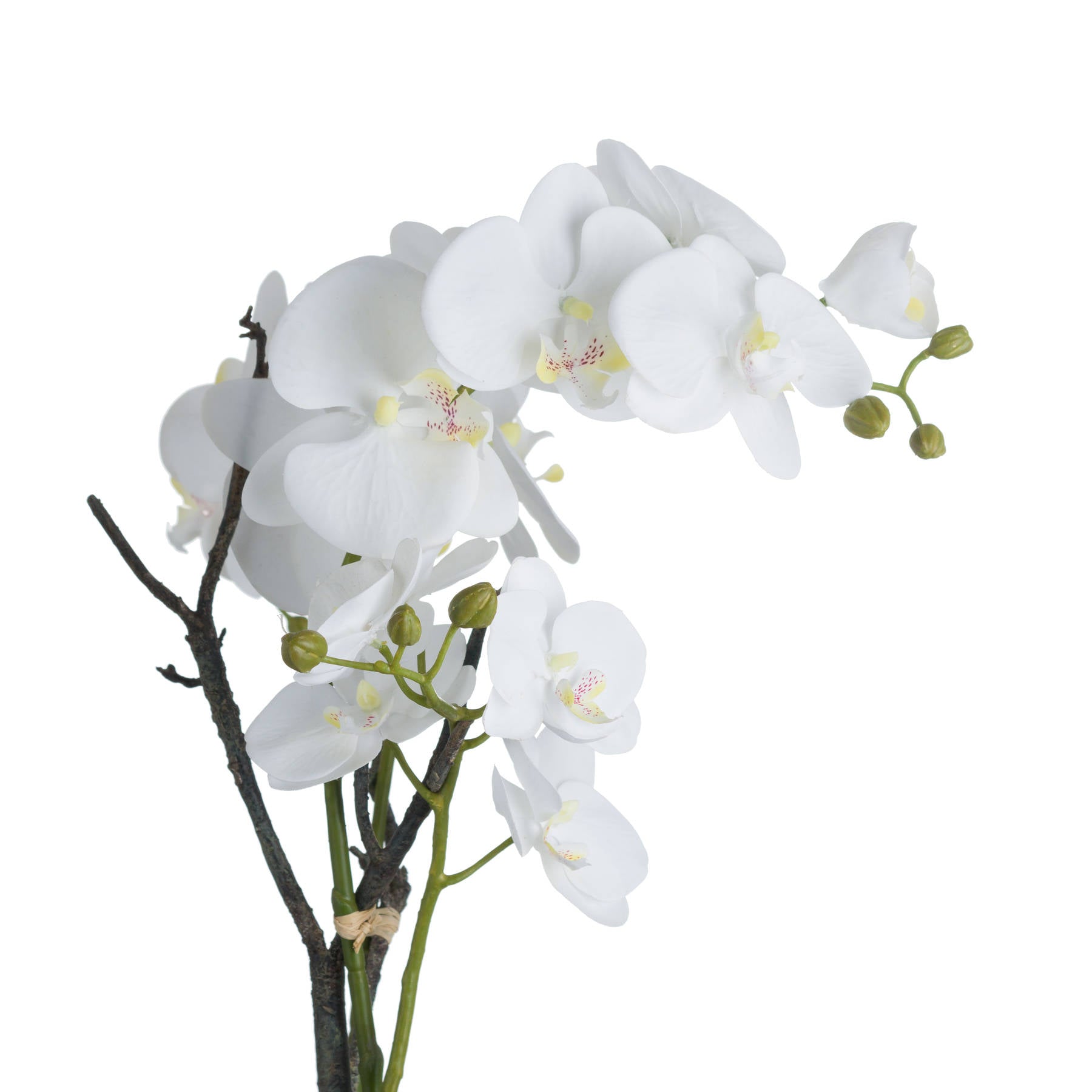 Elegant White Orchid In Stone Pot For Home Décor - Darlington's Décor