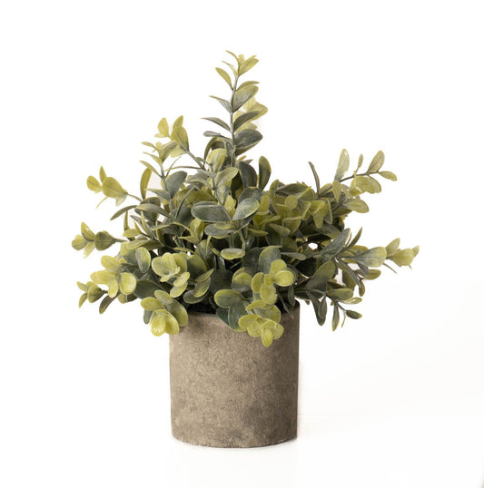 Eucalyptus Plant In Stone Effect Pot for Timeless Elegance - Darlington's Décor