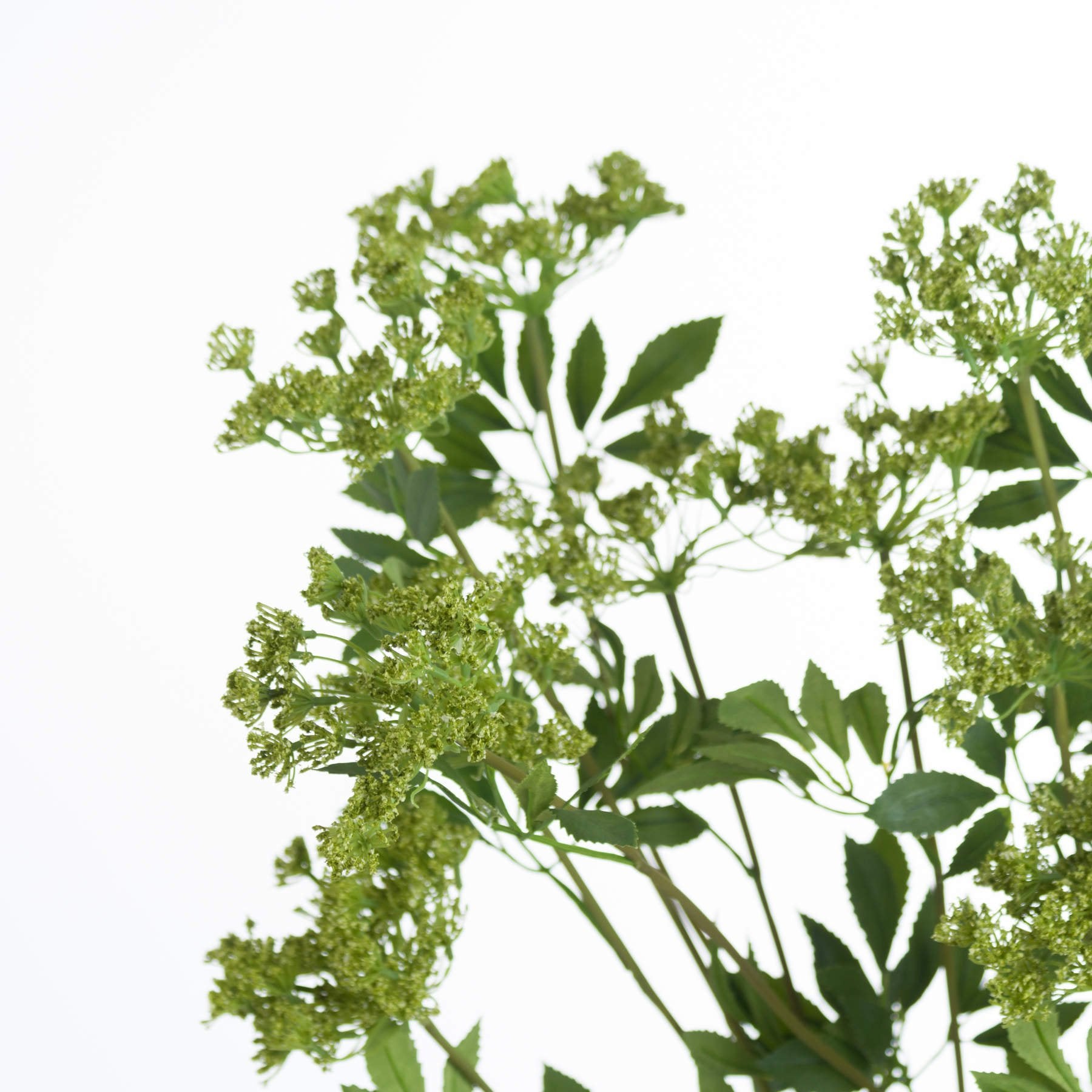 Faux Cow Parsley Ammi for Timeless Floral Arrangements - Darlington's Décor