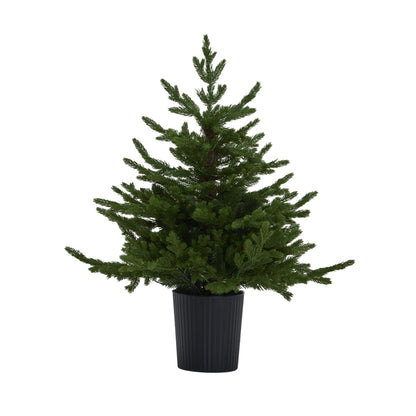 Green Forest Fir Pre - Lit Led 300L Christmas Tree In Pot - Darlington's Décor