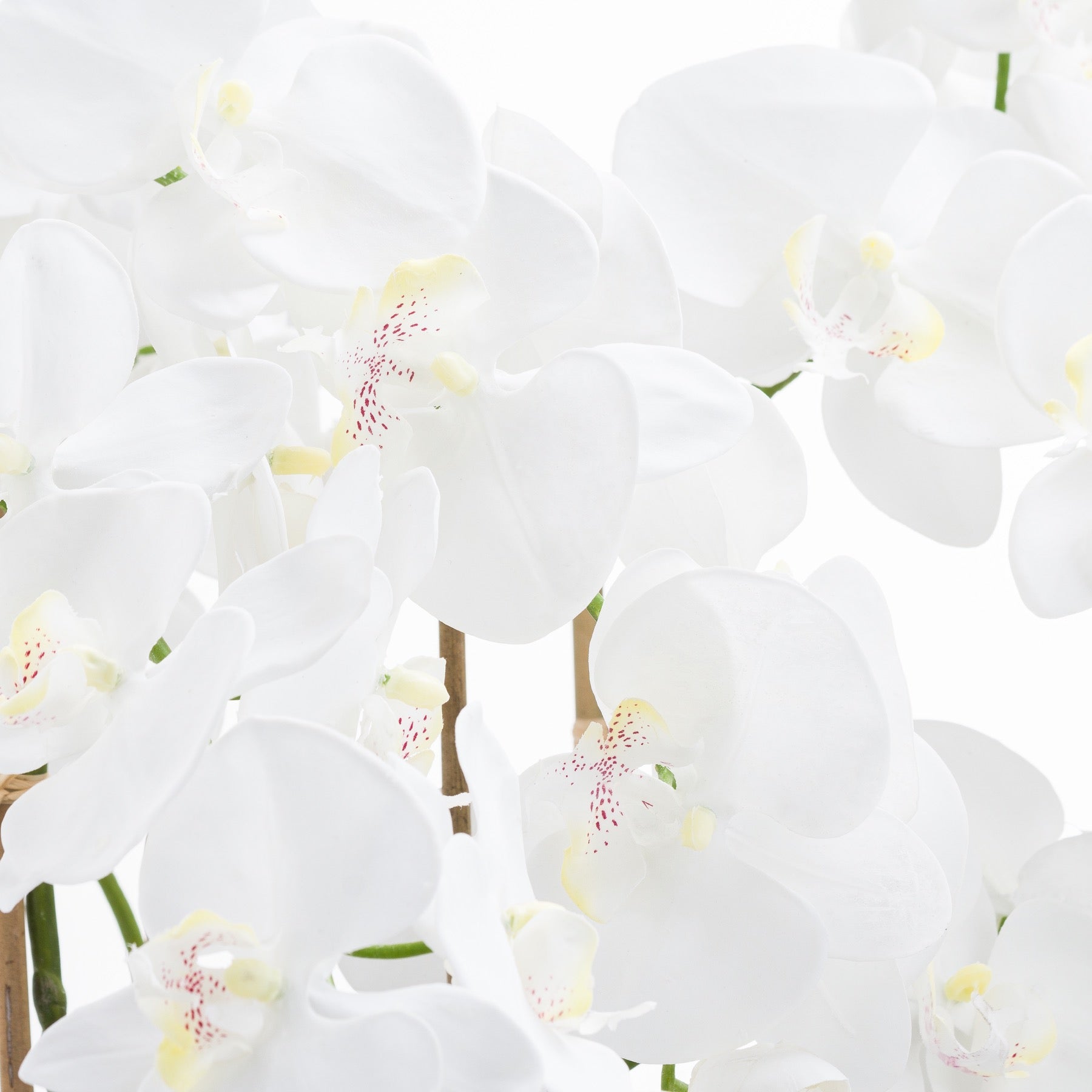 Large White Tall Orchid In Glass Pot - Elegant Bloom - Darlington's Décor