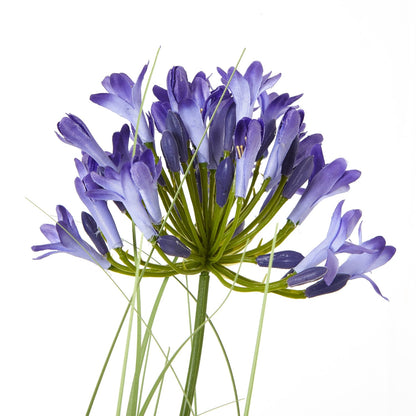 Lifelike Blue Agapanthus Plant In Pot for Elegant Decor - Darlington's Décor