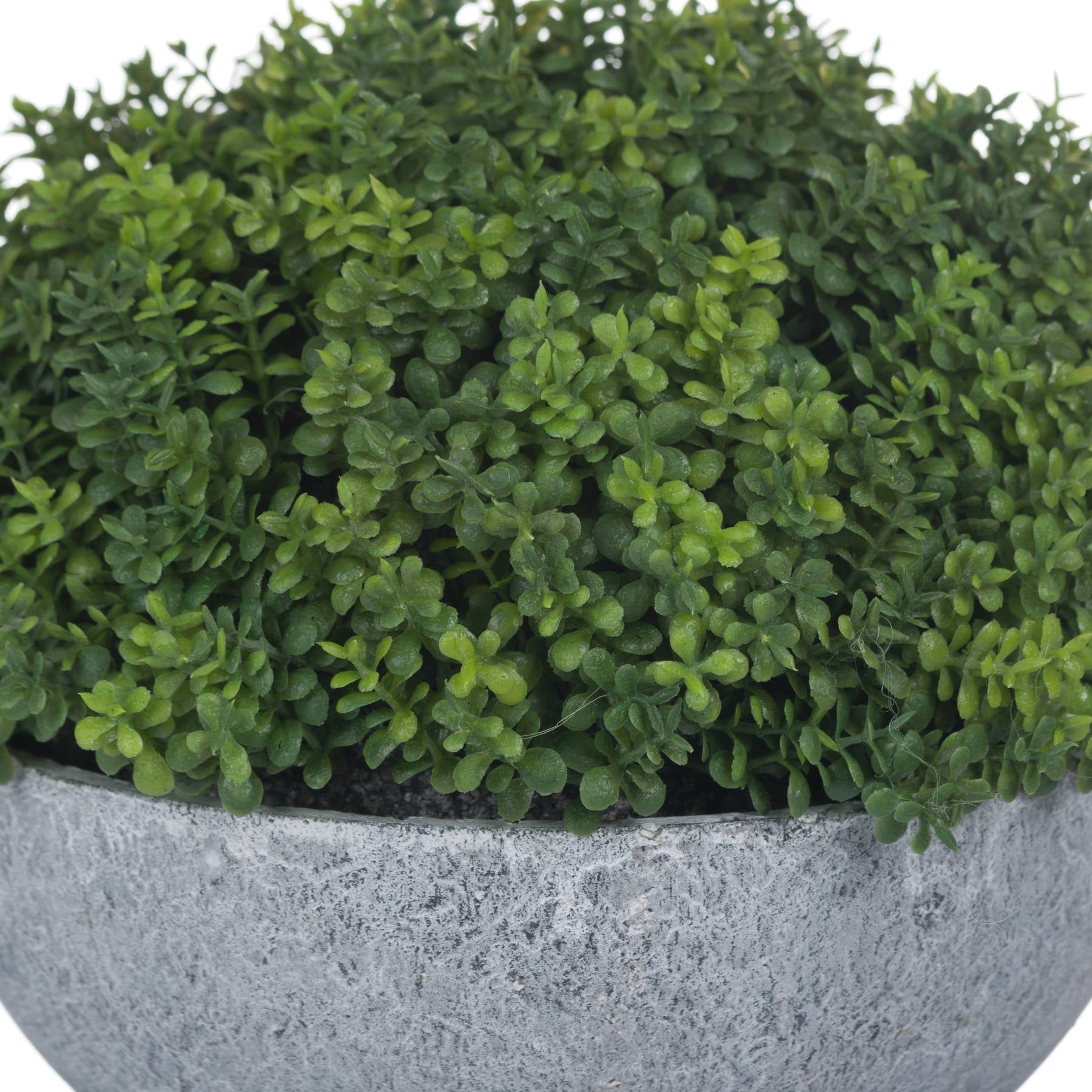Small Hebe Globe Pot for Effortless Indoor Elegance - Darlington's Décor