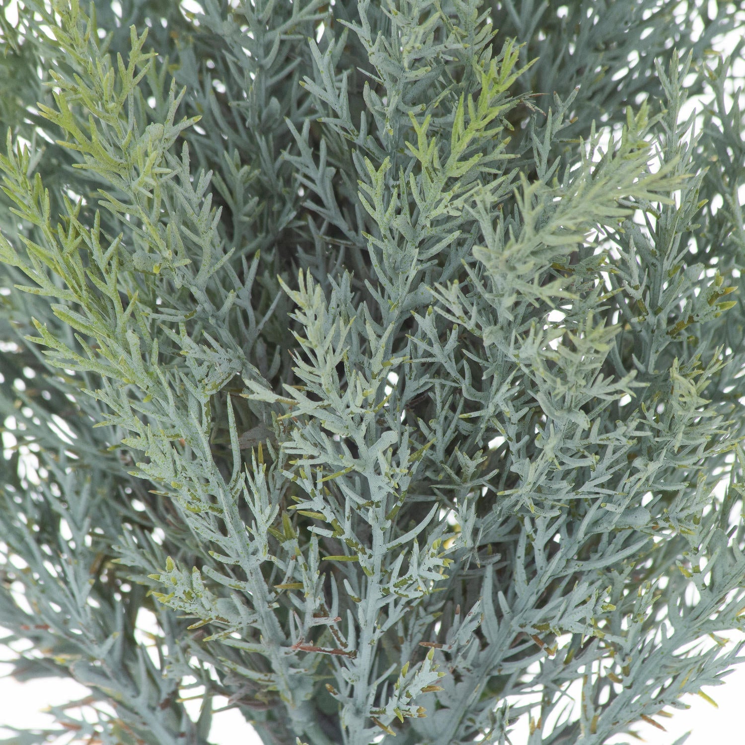 Squat Fir Tree In Stone Pot for Timeless Décor - Darlington's Décor