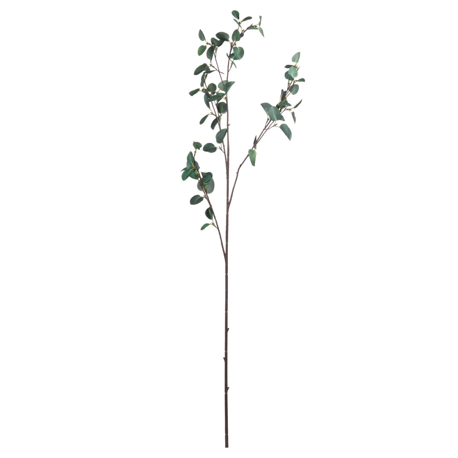 Tall Eucalyptus Stem for Stunning Floral Arrangements - Darlington's Décor