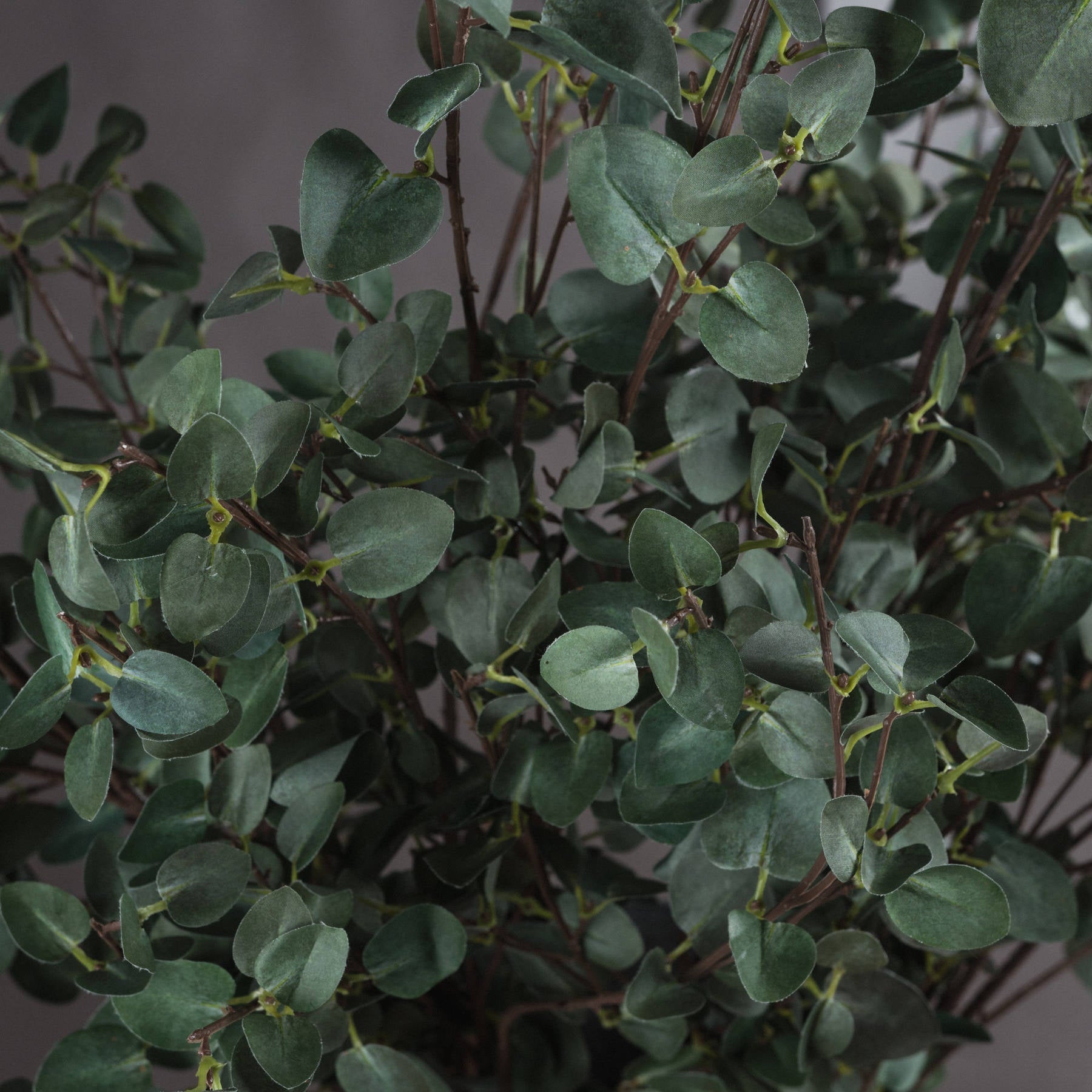 Tall Eucalyptus Stem for Stunning Floral Arrangements - Darlington's Décor